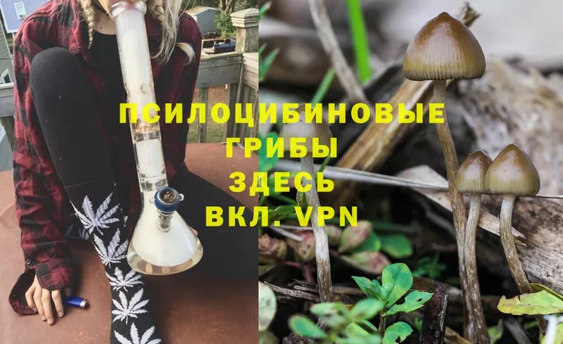 Псилоцибиновые грибы Psilocybe  Норильск 